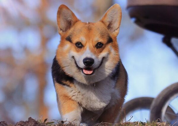 small-but-mighty-little-dogs-that-make-great-family-pets