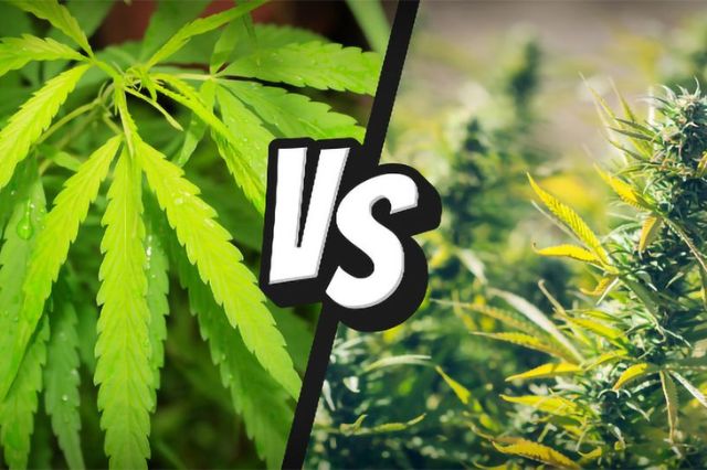 cbd-flower-vs-thc-flower-understanding-the-differences-and-benefits