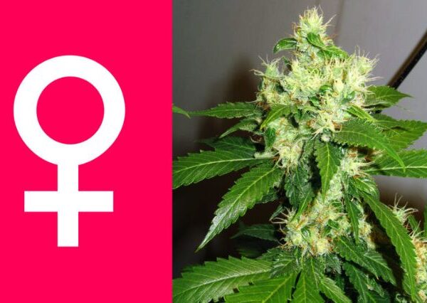 pros-and-cons-of-feminized-cannabis-seeds