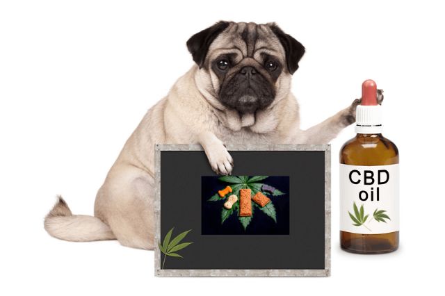 safety-protocols-and-storage-of-cbd-products-for-dogs