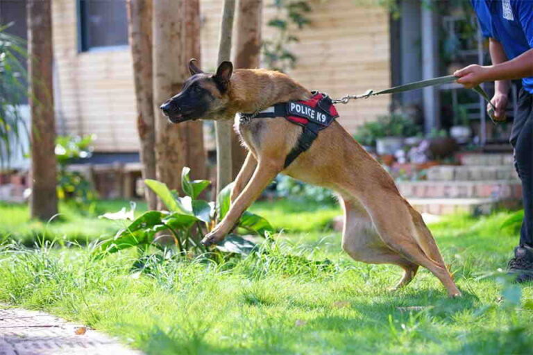 Who’s Really Liable When a Dog Bites
