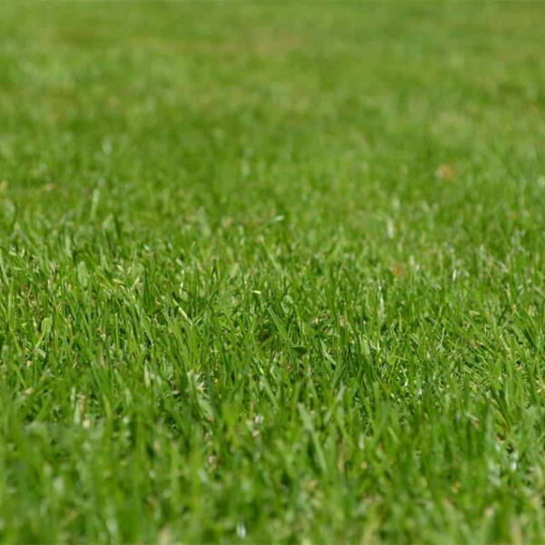 Lawn Care Mistakes That Are Easy to Avoid