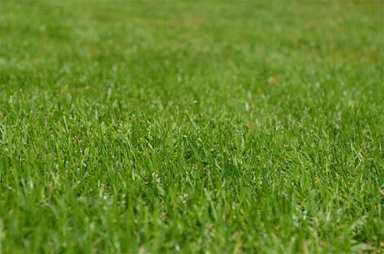 Lawn Care Mistakes That Are Easy to Avoid