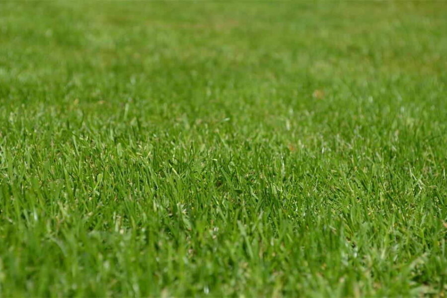 Lawn Care Mistakes That Are Easy to Avoid
