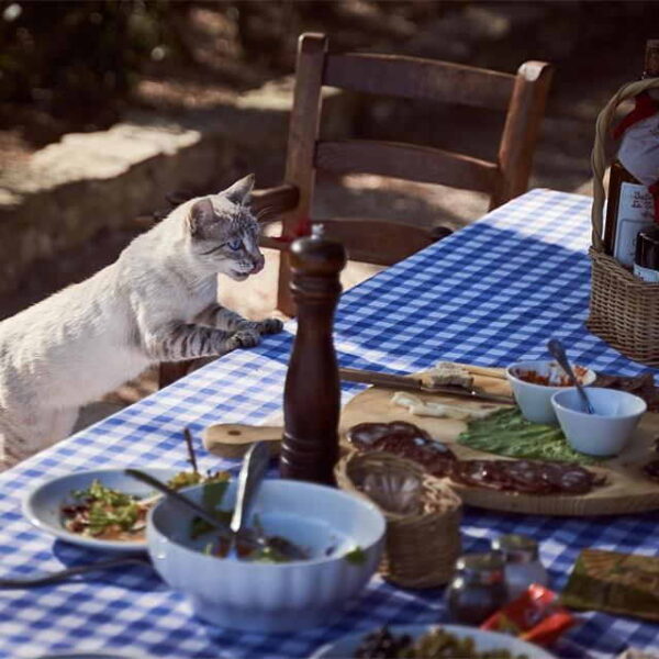 Greatest Cat Food Products for Strong and Happy Felines