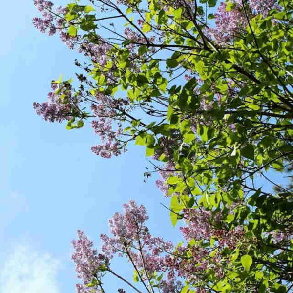 Hidden Strength In Facing Challenges With A Clear Mindset