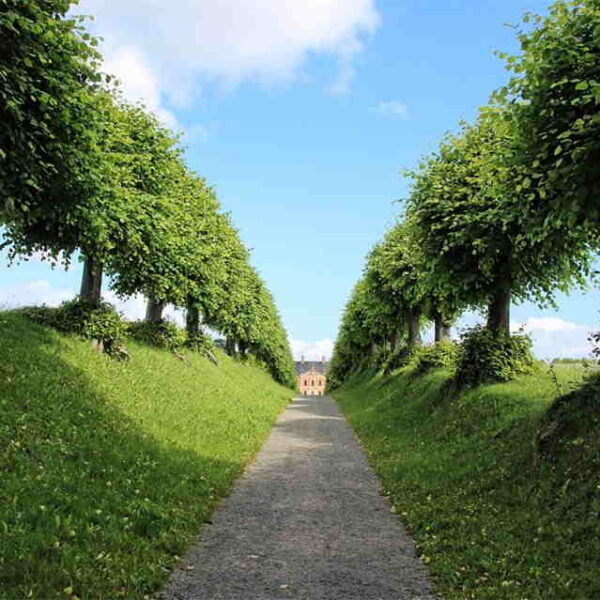 Signs Your Trees Are Suffering From Hidden Structural Weakness